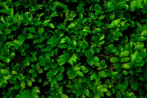 Grönt Löv Små Gröna Löv Naturlig Grön Bakgrund — Stockfoto