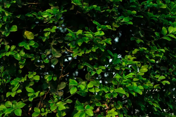Textura Folha Verde Fundo Natureza Folha Tropical — Fotografia de Stock