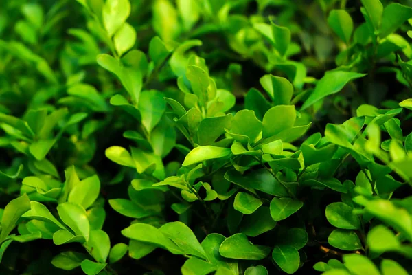 Close Tropical Green Leaves Texture Abstract Background Concepto Naturaleza Tono —  Fotos de Stock