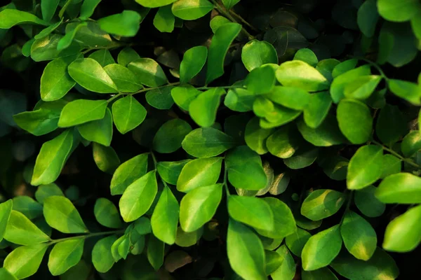 森の中の緑の葉 — ストック写真