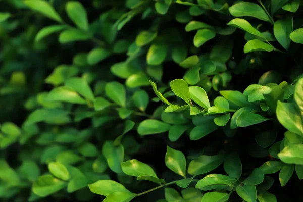 Zielone Liście Tło Lesie — Zdjęcie stockowe
