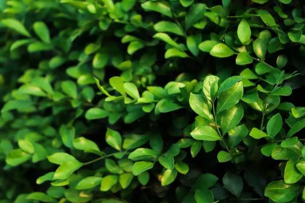 Grüne Blätter Textur Für Hintergrund — Stockfoto