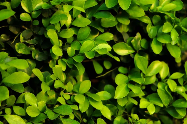 Lesní Pozadí Zeleného Listu — Stock fotografie