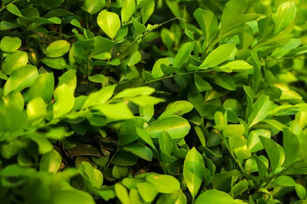 緑の葉の自然の背景 — ストック写真