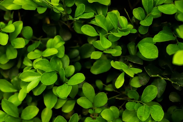 緑の葉の壁の背景自然 — ストック写真
