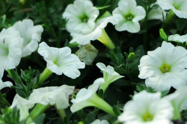 Beyaz Petunya yakın plan. Çiçek açan beyaz petunyaların arka planı, desen, yakın plan.