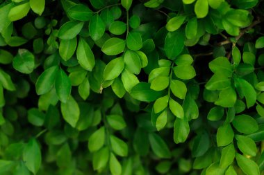 Close up tropical Green leaves texture and abstract background., Nature concept., dark tone. clipart