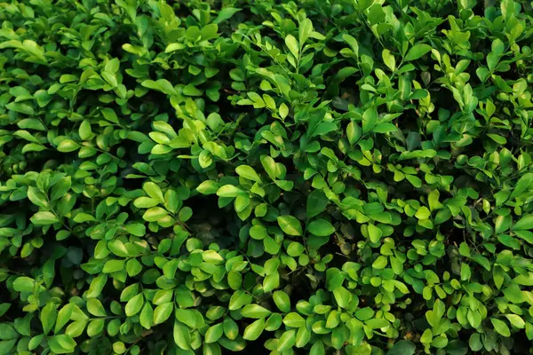 Grüne Blätter Wand Textur Hintergrund — Stockfoto