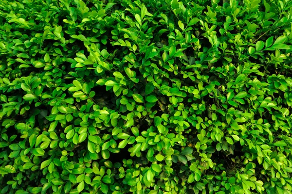 Fundo Folhas Verdes Textura Naturalmente Paredes Ideal Para Uso Projeto — Fotografia de Stock