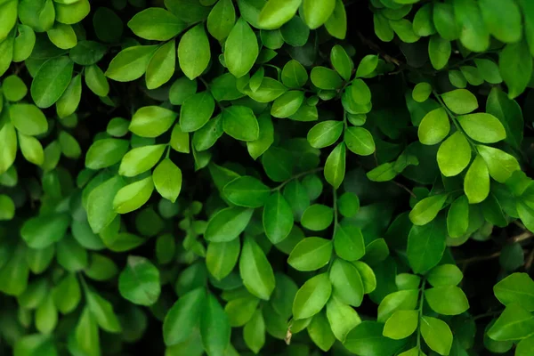 Groene Blad Muur Achtergrond Het Bos — Stockfoto