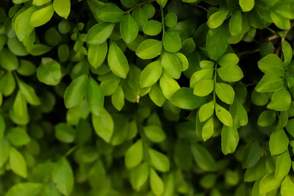 緑の葉の質感 緑の葉のパターンの背景 — ストック写真