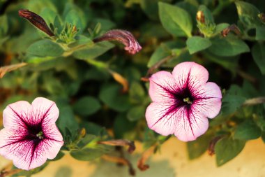 Beautiful blooming petunia flowers in window boxes on a nice summer day