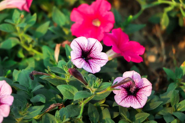 Καλάθια Κρεμαστά Λουλούδια Πετούνιας Στο Μπαλκόνι Πετούνια Καλλωπιστικά Φυτά — Φωτογραφία Αρχείου