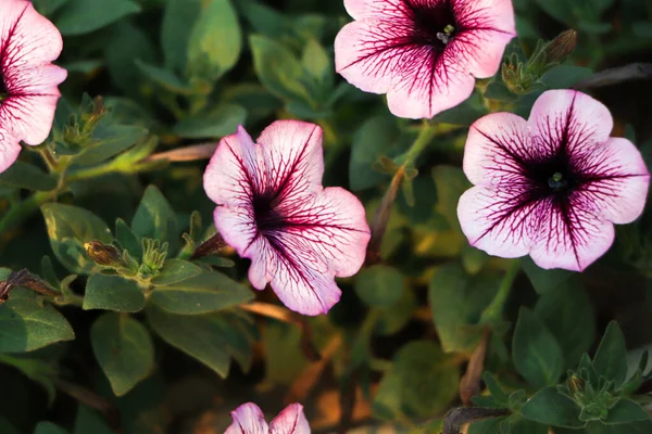 Beautiful Purple Petunias Petunia Hybrida Garden Soft Focus — Stock Photo, Image