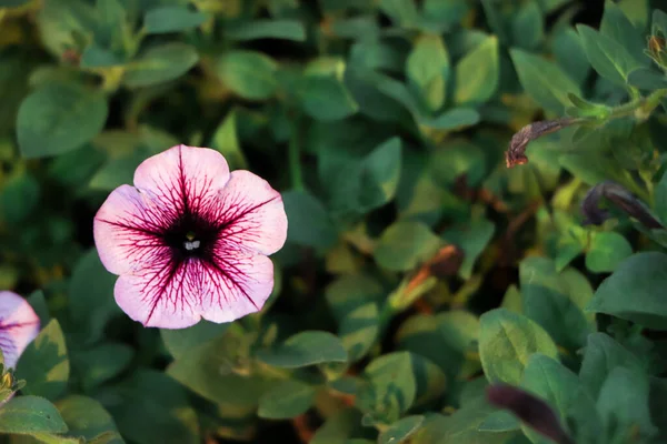 Фіолетові Квіти Петунії Саду Навесні Невелика Глибина Різкості — стокове фото