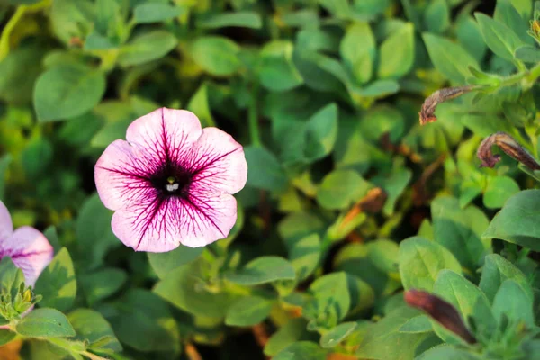 Petunia Växt Med Lila Blommor Petunia Exserta — Stockfoto