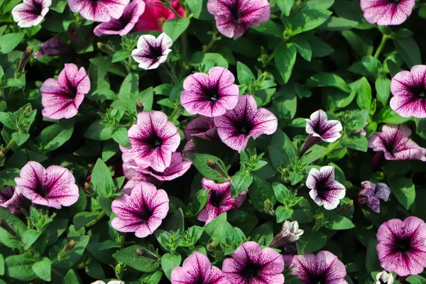 Kwietnik Wielobarwnymi Petuniami Kolorowe Kwiaty Petunii Petunia Hybrida — Zdjęcie stockowe