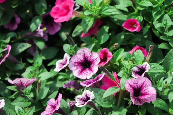 Pink Lila Petunia Flowers Hanging Pots Shop Summer Spring Background — Stock Photo, Image