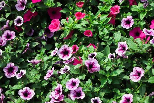 Rosa Fiori Lila Petunia Vasi Appesi Negozio Estate Primavera Sfondo — Foto Stock