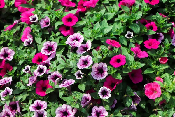 Fleurs Pétunia Violet Dans Jardin Printemps Profondeur Champ Faible — Photo
