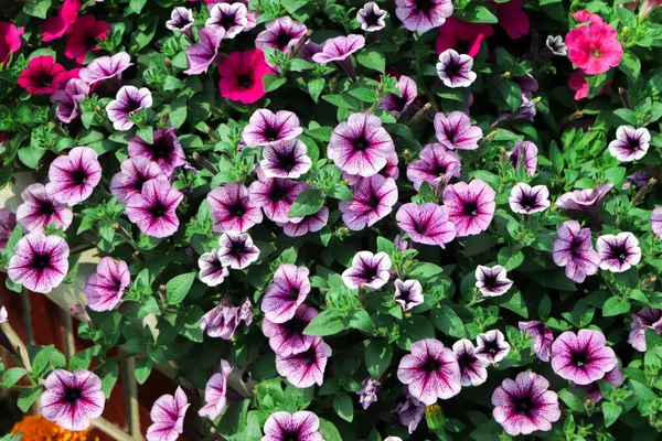 Красиві Квіти Петунії Віконних Коробках Гарний Літній День — стокове фото