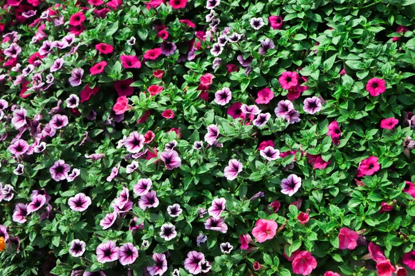Grande Sfondo Petunie Viola Giardino — Foto Stock