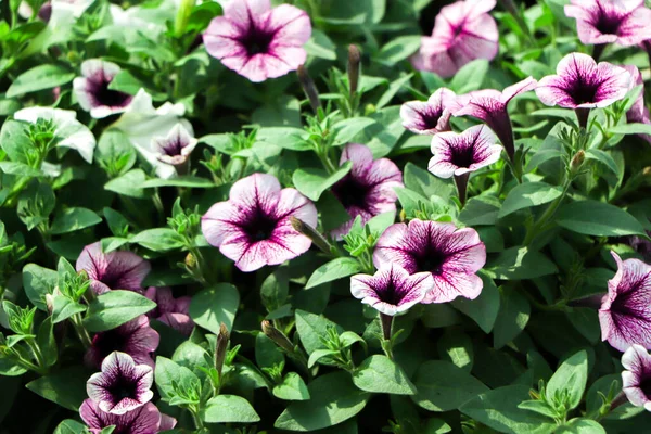 Kwietnik Wielokolorowe Petunie Obraz Pełnego Kwiatów Petunii Kolorowe Petunia Hybrida — Zdjęcie stockowe