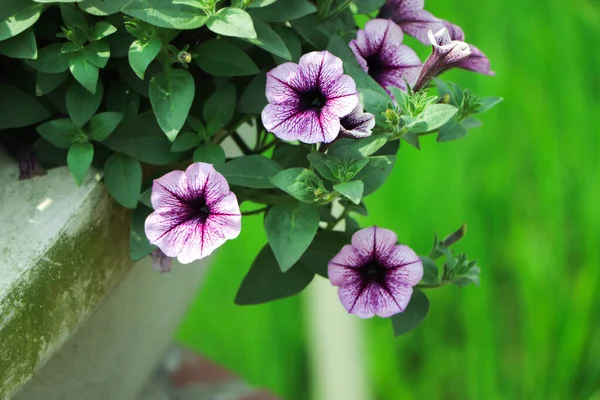Kolorowe Kwiaty Petunii Bliska Roślina Petunia Czerwonymi Kwiatami Zbliżenie Petunia — Zdjęcie stockowe
