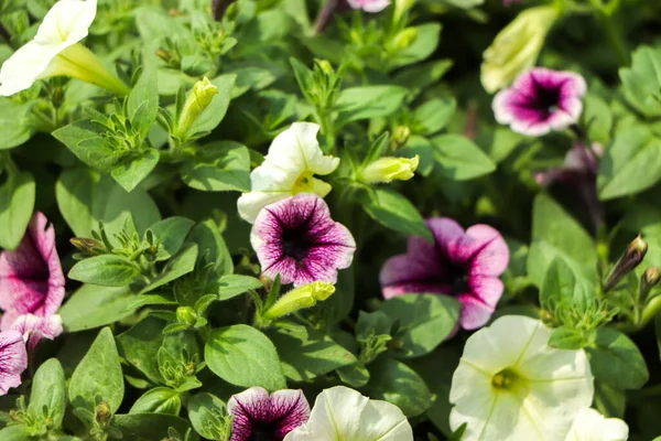 Fiori Petunia Viola Giardino Primavera Profondità Campo Ridotta — Foto Stock
