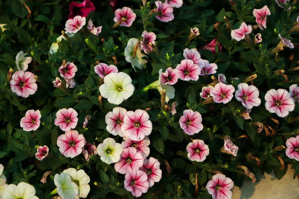 Koše Květinami Petunie Balkóně Petúnie Květina Okrasné Rostliny — Stock fotografie