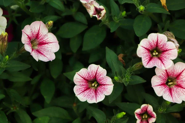 Petunia Plant Flowers — Stock Photo, Image