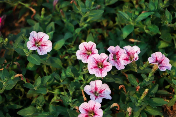 Fiori Petunia Viola Giardino Banner Macrofoto Ampio — Foto Stock