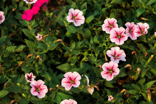 Petúnia Planta Com Flores Rosa Petúnia Exserta — Fotografia de Stock