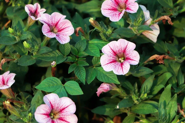 Цветок Розовой Петунии Petunia Hybrida Красивые Цветы Растут Саду — стоковое фото