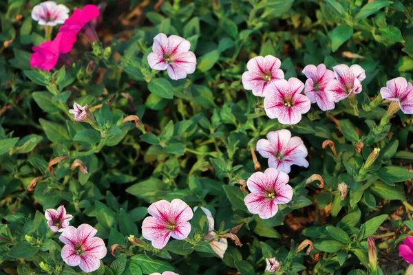 Petúnia Növény Rózsaszín Virágokkal Petúnia Exserta — Stock Fotó