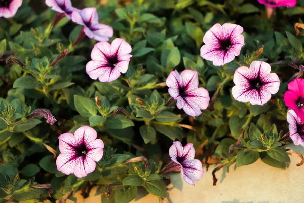 Blooming Petunias Close — Stock Photo, Image