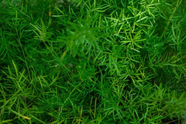 Tropikal yapraklar, soyut yeşil yapraklar doku, doğa arka plan