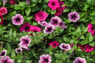 Pembe petunya çiçeği (Petunya melezi), bahçede çiçek açıyor.