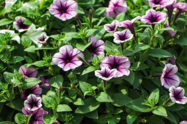 Menekşe Petunya çiçeğine (Petunia Hybrida) yakın plan. Yaz bahçesi arka planı