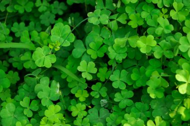 Küçük yeşil Yonca, doğal ve St. Patrick 'in günlük arka planı ve yonca duvar kağıdı gibi desenler bırakır. tatil ve tatil yoncaları sembolü, bahar konsepti.