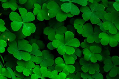 Clover background for St. Patrick`s day. For luck. clipart