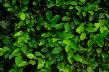 Yaprak yeşil arka planda orman