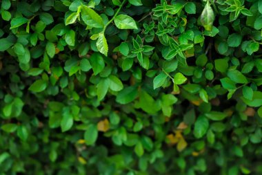 Doğal arka plan dokusu. Bahar Yaz Çiçek Bayrağı. İç bahçe dikey. Şehir içi bahçe işleri..