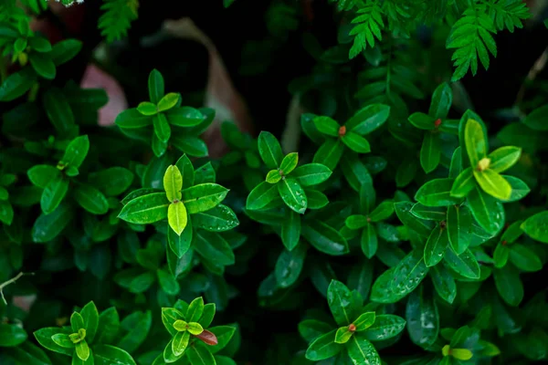 濃い緑の熱帯の葉のグループの背景自然のパノラマの背景概念 — ストック写真
