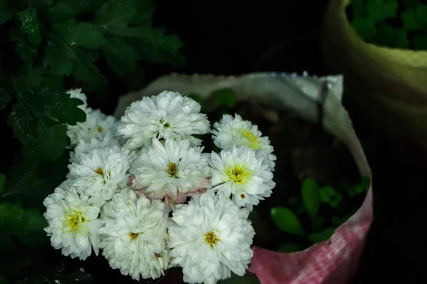 Fleur Chrysanthème Blanc Avec Feuille Verte — Photo