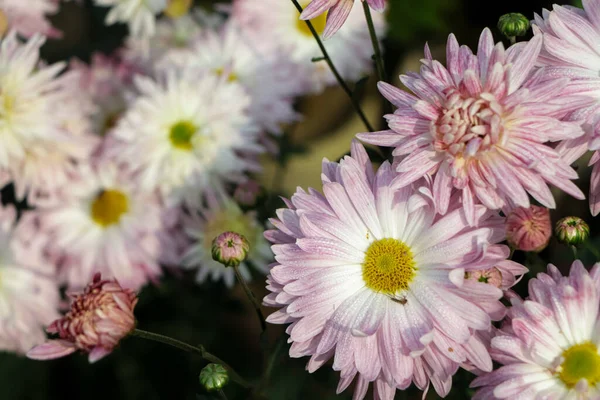 White Pink Chrysanthemum Flower — Stock Photo, Image