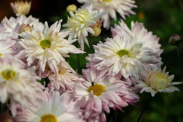 White Pink Chrysanthemums Blurry Background Close Beautiful Bright Chrysanthemums Bloom — Fotografia de Stock