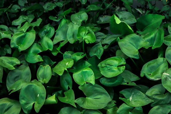 Folhas Verde Escuro Fundo Parque Imagem — Fotografia de Stock