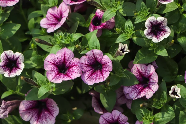 Flores Petunia Púrpura Jardín Primavera Profundidad Superficial Del Campo — Foto de Stock