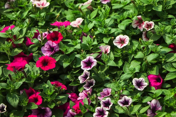 Moldura Cheia Flor Petúnia Colorido Florescendo Jardim — Fotografia de Stock